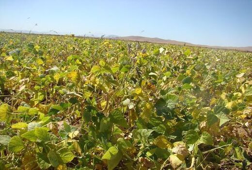 پیش بینی برداشت ۱۱هزار و ۴۸۰تُن حبوبات در خراسان شمالی 