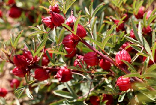 برداشت  چای ترش از مزارع لارستان