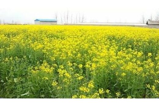 آمادگی مازندران برای خرید تضمینی ۲۰ هزار تُن کلزا و ۱۱۰ هزار تن گندم