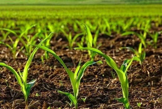 اجرای برنامه‌های آموزشی ترویجی متناسب با الگوی کشت 