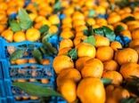 افزایش 125 درصدی صادرات نارنگی