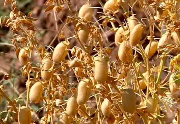 برداشت مکانیزه نخود؛ تحولی نو در پایداری تولید در آذربایجانغربی