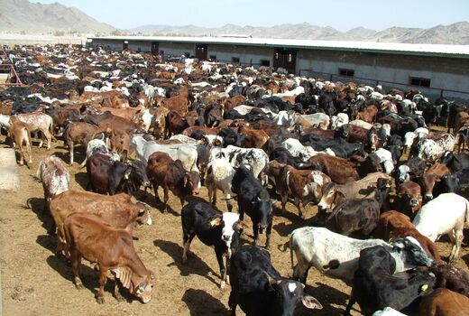 تلقیح مصنوعی گاوهای بومی سیستان وبلوچستان آغازشد