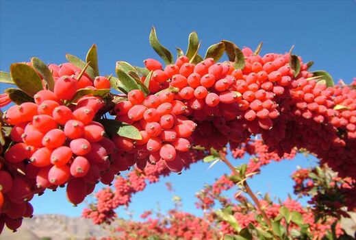 کاشت نهال زرشک بی هسته برای اولین بار در کوار