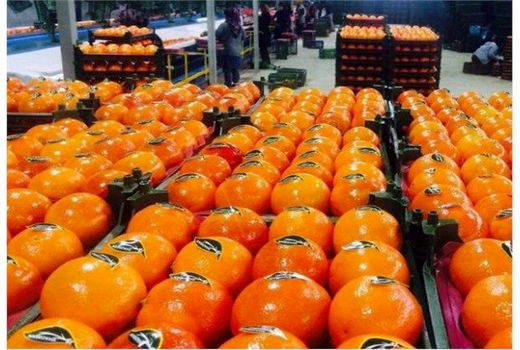 صادرات روزانه 20 کانتینر مرکبات مازندران به کشورهای همسایه
