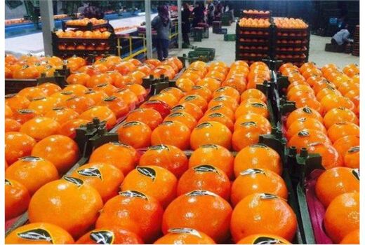 صادرات روزانه 20 کانتینر مرکبات مازندران به کشورهای همسایه