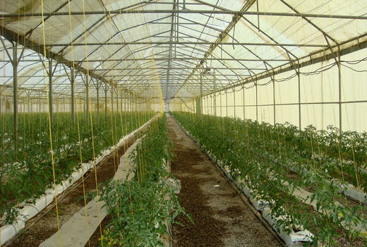 فار دوم شهرک گلخانه‌ای دوم در ۱۰۰ هکتار اجرا خواهد شد