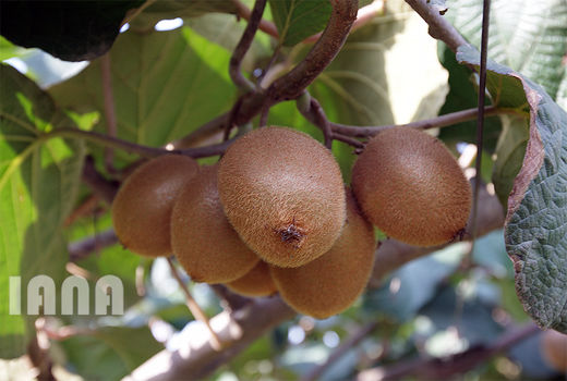 برداشت کیوی