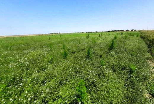 16 هکتار سیاه دانه در گلوگاه کشت شد/ پیش بینی تولید 16 تنی