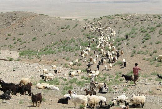 تخصیص نهاده به دامداران عشایری فارس