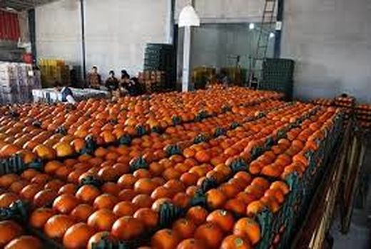 ذخیره‌سازی 20 هزار تن مرکبات در آمل