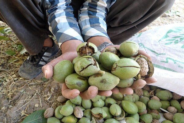 برداشت گردو از باغات کردستان آغاز شد/پیشبینی برداشت ۱۸ هزار تن