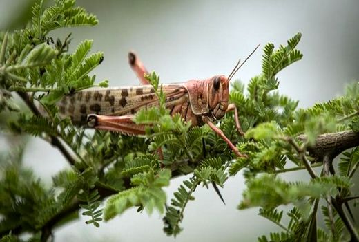 هجوم  ملخ های صحرایی به استان بوشهر