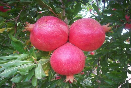 انار نی ریز در بازار های جهانی عرضه می شود 