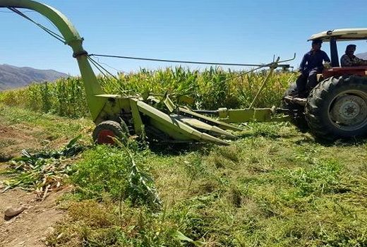 تولید 84 هزار تن ذرت علوفه ای در آباده