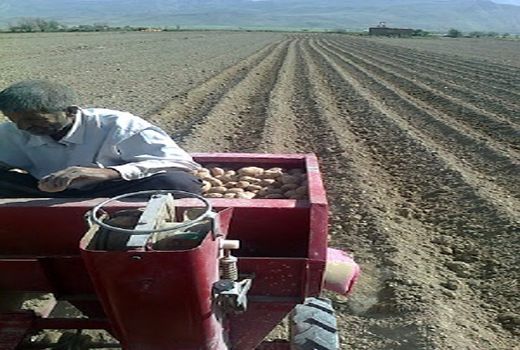 کاشت سیب زمینی طرح استمرار در لارستان آغاز شد