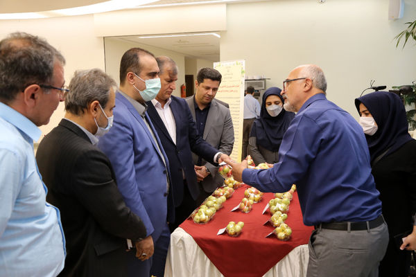 رونمایی از ۹۱ ژنوتیپ امیدبخش سیب 