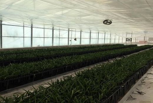 مجول های وارداتی به خنج رسیدند 