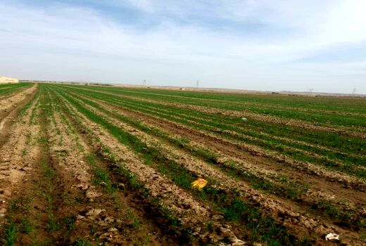 کاشت گندم در مزارع ابی ودیم شهرستان دهلران