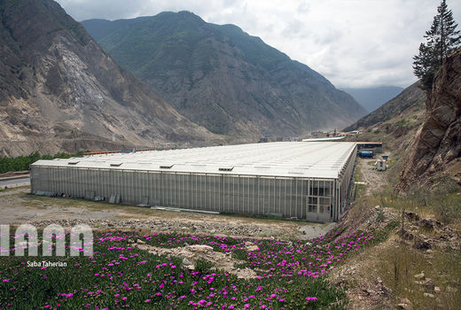 گالری عکس: گلخانه گل رز