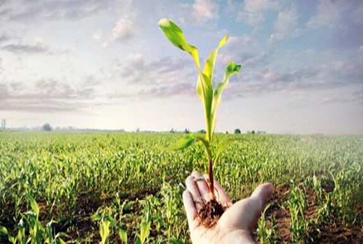 اجرای طرح یاوران تولید در سال زراعی جاری 