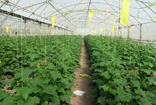 نقش گلخانه‌ها در رونق کشاورزی