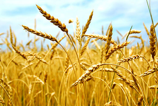 خرید تضمینی بیش از ۲۲۴ هزار تن گندم در آذربایجان غربی 