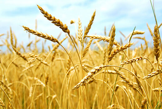 خرید تضمینی بیش از ۲۲۴ هزار تن گندم در آذربایجان غربی 