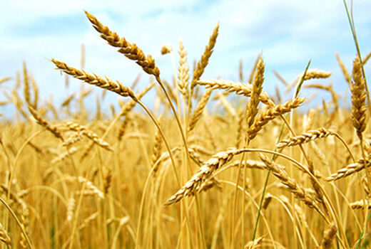خرید تضمینی بیش از ۲۲۴ هزار تن گندم در آذربایجان غربی 