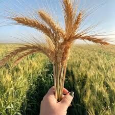 کردستان، سرزمین خوشه‌های طلایی