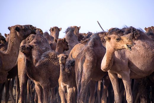 تعداد تقریبی شتر در استان کرمان 11 هزار نفر است