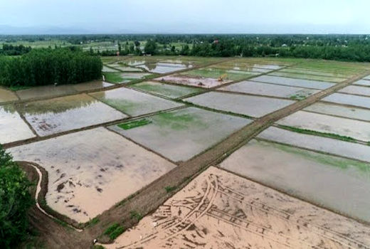  ۲۴۰۰ مترمکعب صرفه‌جویی آب در هر هکتار با اجرای طرح تجهیز و نوسازی اراضی کشاورزی