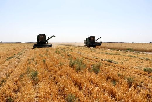 آغاز برداشت خوشه‌های طلایی از مزارع کشاورزی استان قزوین