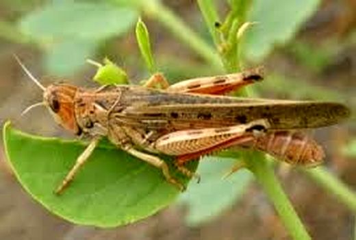 آغاز مبارزه با آفت ملخ شکم بادمجانی در استان کرمانشاه