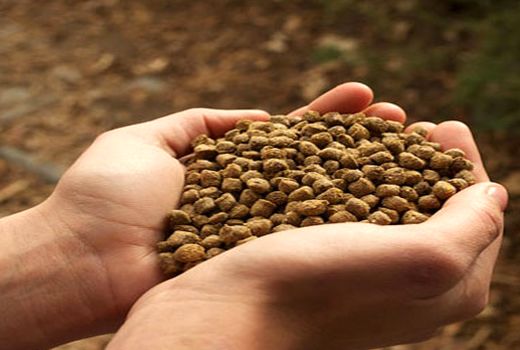 19 هزارتن خوراک دام در چهارمحال و بختیاری تولید شد