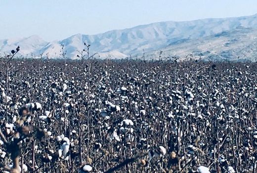 تولید 270 هزار تن وش پنبه در سال زراعی جاری