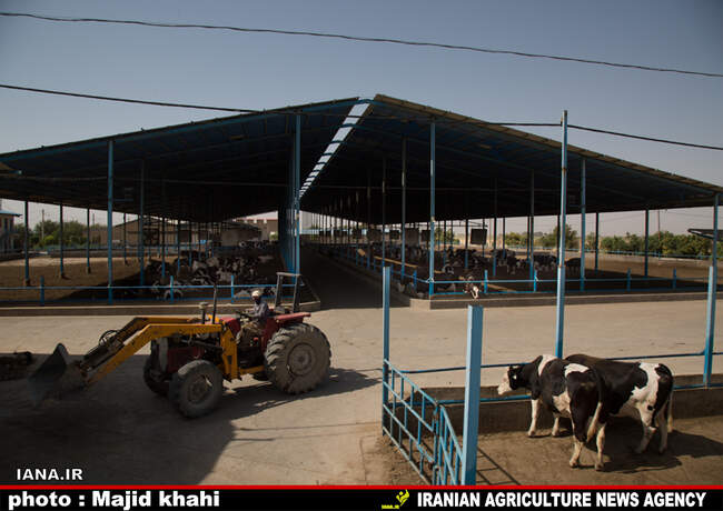 دامپروی