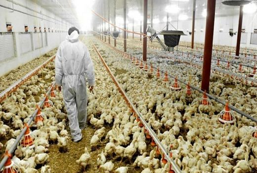 افزایش 22 درصدی جوجه ریزی در خرامه 