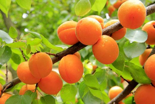 500 تن زردآلو در باغات شهرستان سامان برداشت شد 