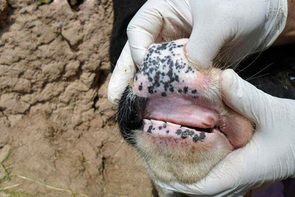 استمرار اجرای فاز اول واکسیناسیون تب برفکی گاو و گوساله در شهرستان شهربابک