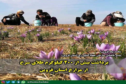 برداشت بیش از ۲۰۰ کیلوگرم طلای سرخ از مزارع استان قزوین