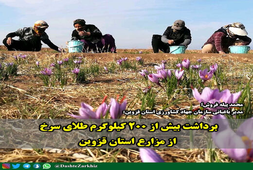 برداشت بیش از ۲۰۰ کیلوگرم طلای سرخ از مزارع استان قزوین