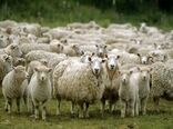 پیگیری اجرای کامل "قانون بیمه اجباری دام" در سمنان
