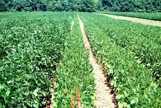 اقتصادی شدن کشاورزی با یکپارچگی اراضی کشاورزی