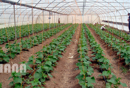 تسهیل در صدور مجوز احداث گلخانه در استان تهران