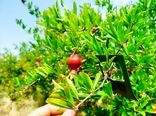 استفاده از عوامل بیولوژیک در باغات انار شهرستان جلفا