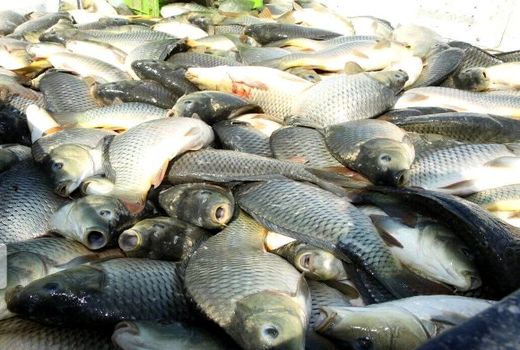 تولید ۳ هزار و ۸۷۰ تُن ماهی در کردستان در سال جاری