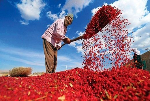 رضایت باغداران از خرید توافقی زرشک 