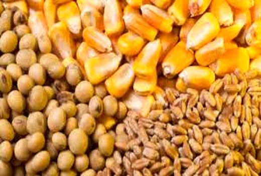 تولیدکنندگان دام و طیور نگران نباشند