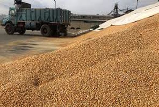 توزیع یک هزار و ۷۰۰ تن جو بین مرتعداران اصفهانی